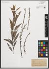 Foto von Salix sericea Marshall
